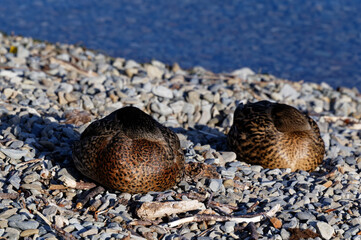 Two ducks are sleeping by the edge of a lake, their heads are tucked under their wings