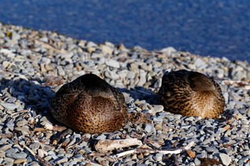 Two ducks are sleeping by the edge of a lake, their heads are tucked under their wings