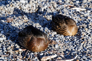 A pair of ducks are sleeping on the stoney shore, they have their heads tucked under their wings