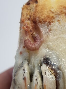 Larvae of fruit borer (Nephopterix sp) injure on star apple fruit and their seed