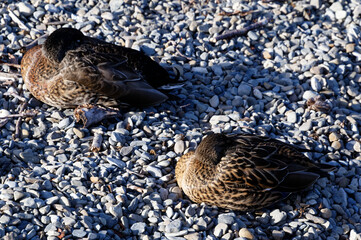 Two ducks resting on stones, they are side on to the camera with their heads tucked under their wings