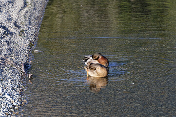 Bathing ducks causing ripples in the shallow water