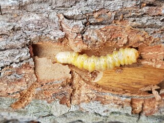 Star apple fruit stem borer (Pachyteria dimidiata) injure on caimito tree in viet nam.