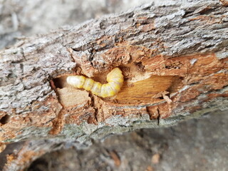 Star apple fruit stem borer (Pachyteria dimidiata) injure on caimito tree in viet nam.