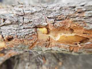 Star apple fruit stem borer (Pachyteria dimidiata) injure on caimito tree in viet nam.