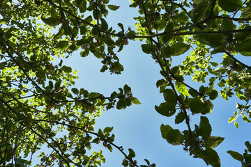 green apple tree leaves and blue sky