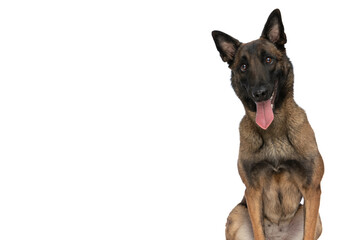 sweet little belgian shepherd puppy with tongue out being happy