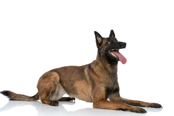 excited malinois puppy in a side view pose looking up and panting
