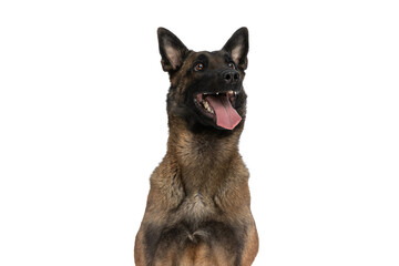 precious belgian shepherd dog being happy and looking up