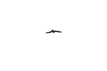 A flying eagel isolated on white backgound.