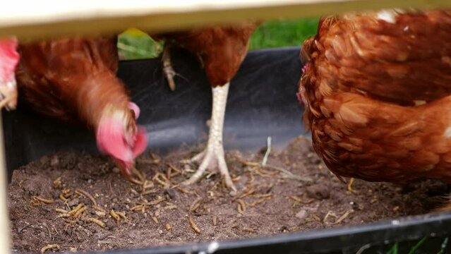 Hens feeding on dried meal worm food in farmyard 