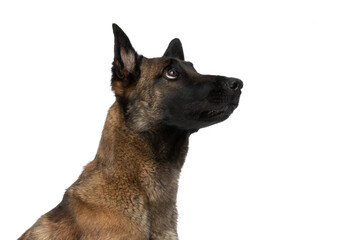 side view of curious belgian shepherd dog looking up in the air