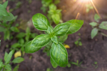 Basil green plants with flowers growing	