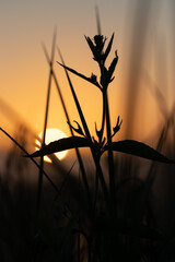 Sunrise over the Meadow. Great Kemeri Bog in Sunrise. Kemeri, Latvia. Travel Baltic countries