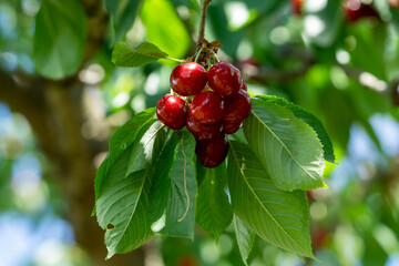 Süßkirschen an einem Baum im Garten