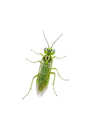 Rhogogaster punctulata  green sawfly on white background