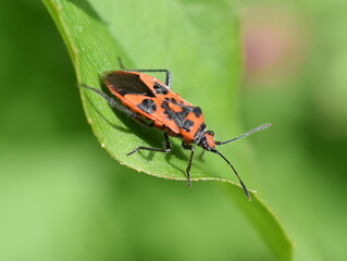 The cinnamon bug Corizus hyoscyami sitting on a green leaf