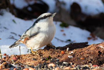 Eurasian nuthatch, Sitta europaea. A bird sits on an old rotted tree and eats seeds