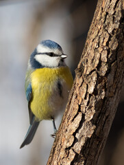 Eurasian blue tit, Cyanistes caeruleus. On a sunny morning a bird sits on the trunk of a thin tree