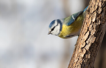 Eurasian blue tit, Cyanistes caeruleus. On a sunny morning a bird sits on the trunk of a thin tree