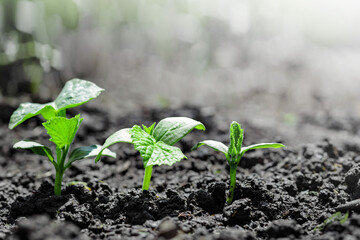 Vintage seedling growing on the ground in the rain.