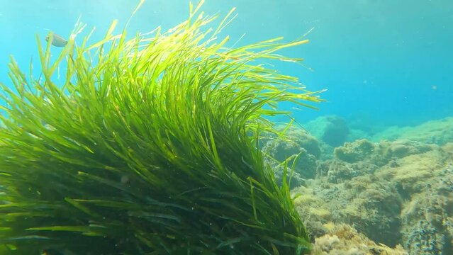 posidonia poseidonia plant endemic of mediterranean sea in motion , Cabo de Gata , Andalucia , 4k video footage  