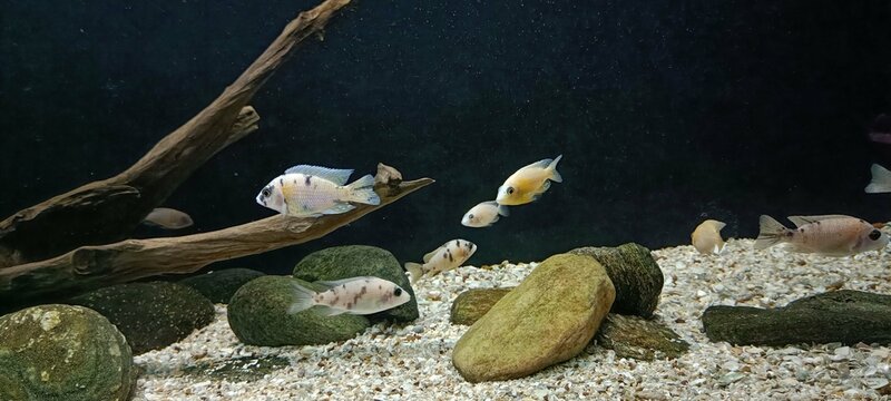 Aquarium Fishes are take photos. Beautiful and Colorful fishes here.
