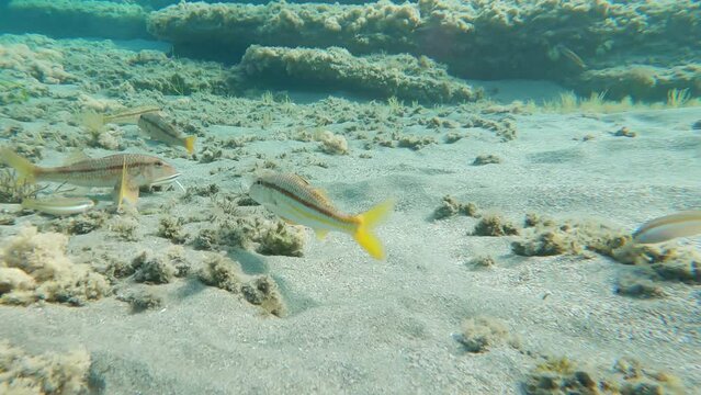 snorkeling in  beach of Cabo de Gata with red mullet fish , Andalucia , Spain  , 4k video footage
