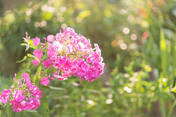  Garden phlox bright summer flowers. Blooming branches of phlox in the garden on a sunny day.