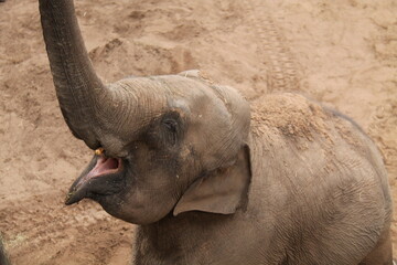 An Asian Elephant Standing in a Large Sand Area.