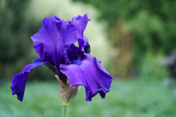 purple flower iris close-up outside