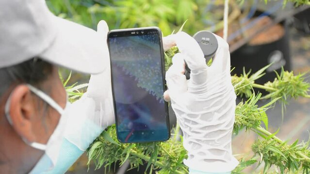 researcher using a small trichrome magnifying macroscope to look at weed flower buds pistils trichomes closely, alternative medical.
