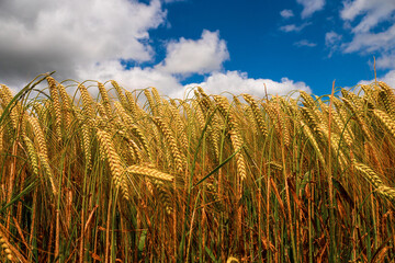 Close up on a wheat grain field. Agriculture industry. Bread and pastry product production. Food supply chain business. Rich gold color of the plant. Nature background. Blue cloudy sky.