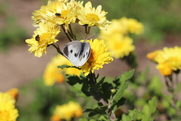 秋の日本の公園に咲く黄色いスプレーギクの花の蜜を吸うモンシロチョウ