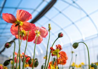 アイスランドポピー