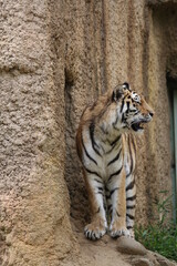 崖にいるアムールトラ