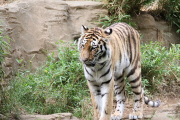 草のある岩場にいるアムールトラ