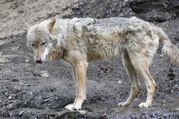 ヨーロッパオオカミの横向き全身