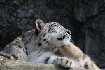頭をかいているユキヒョウ