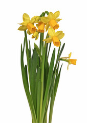 Obraz premium Narcisses sur fond blanc