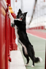 Border collie dog in the city 