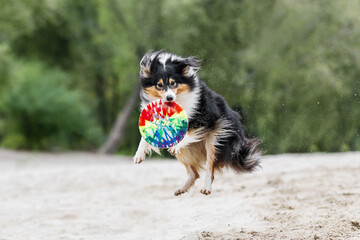 Shetland sheepdog sheltie playing with frisbee disc on the beach 