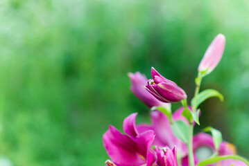 Beautiful lily flower on a background of green leaves. Lily flowers in the garden.