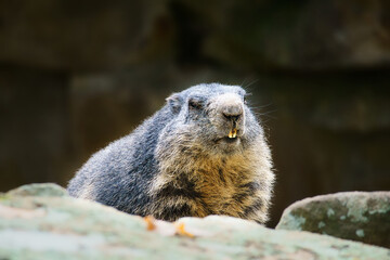 Naklejka na ściany i meble Marmot lying on rock facing the viewer. small rodent from the Alps. Mammal animal