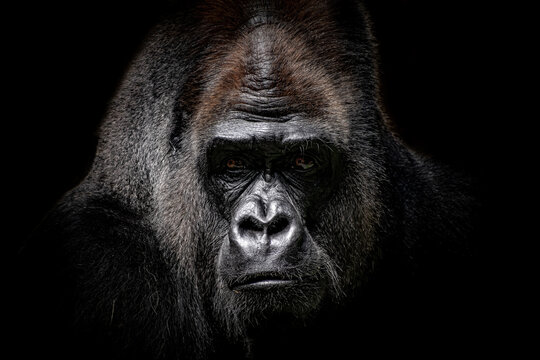 Gorille sur fond noir