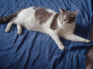 Cute cat indoors at home.