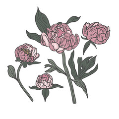 Hand draw vector peony flowers illustration. Floral wreath. Botanical floral card on white background.