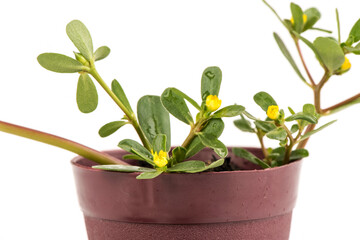 Purslane tree isolated on white background.