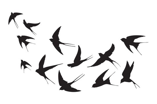 Flock of swallows. Silhouettes crowd flying birds away sky, flyingof sea free black bird aloft swift flight swarm swallow above cloud skyline, silhouetts neat vector illustration