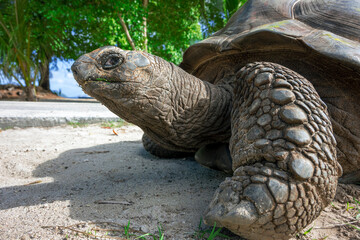 Portrait of an old Aldabra giant tortoise - 513479178